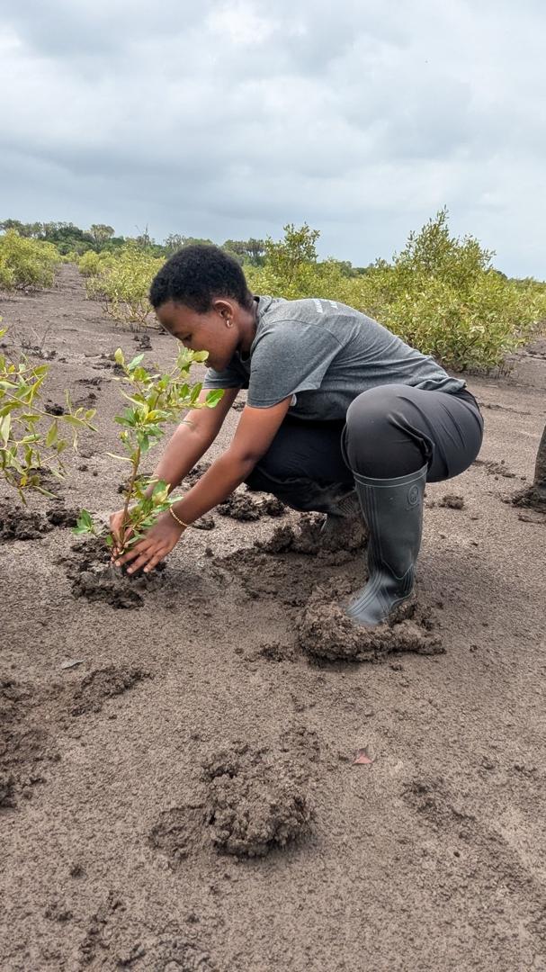 An environmental leader knee-deep in coastal mud, carefully anchoring a young mangrove plant during a restoration campaign in Kilwa.